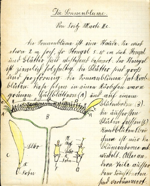 "Die Sonnenblume." Leaf from an untitled gymnasium notebook by Fritz Marti, focusing on botany and human anatomy, ca. 1910s.