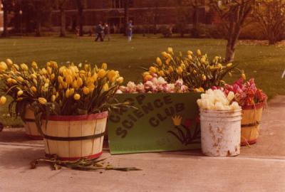 Crop Science Club tulip sale, circa 1975.