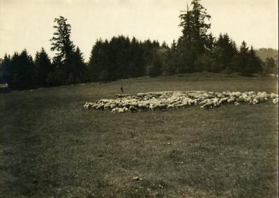 Sheep in a pasture in Oregon, 1910.
