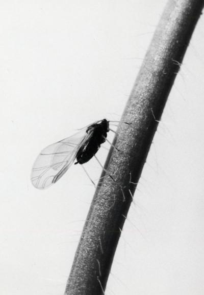 Images of a winged insect, ca. 1972.