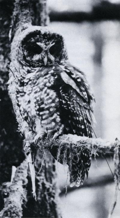 Spotted owl image included in the article "Spotted Owls and Old-Growth Forests," , Summer 1986.