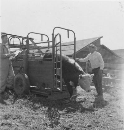 Cattle weighing at the Frank McClintock farm west of Condon, Oregon, June 1957. Dave England stands on the left recording weight and County Extension Agent Ernie Kirsch is at right handling the chute.