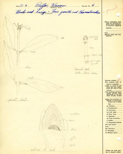 Image from Kareen Peiffer's Botany 101 lab notebook, ca. 1930.