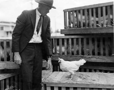 Frank Knowlton of the Poultry Department with a White Leghorn hen, March 1921. Knowlton was a faculty member in the Poultry Department and the Agricultural Experiment Station.