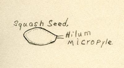 Illustration of a squash seed found in Victor's class notes, ca 1920.