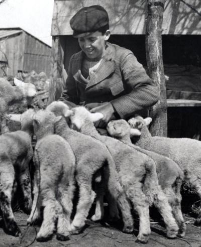 An unidentified individual with "orphan lambs," ca 1920s.