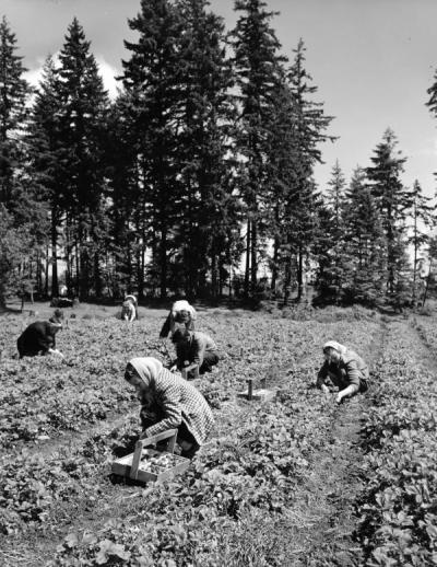 Strawberry pickers, Elgin Lucas patch, Hubbard, Oregon, May 30, 1951.