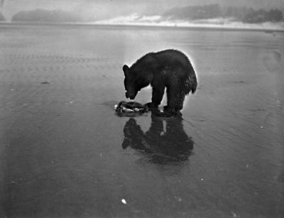 A bear with a crab at Cannon Beach, Oregon, ca 1930s.