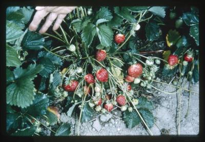 Hood strawberry plant, North Willamette Experiment Station, 1966