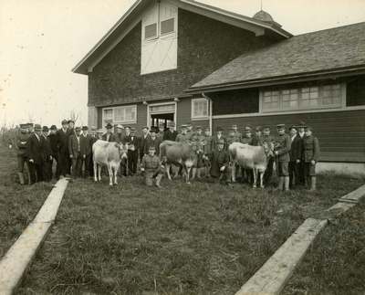 Cattle Judging, 1908