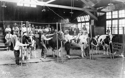 Stock judging demonstration at 4-H summer session