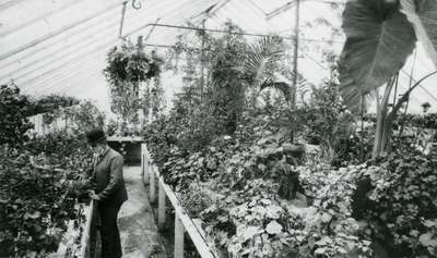 George Coote in an OAC Greenhouse, ca. 1895
