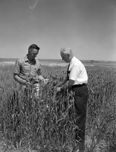 Black and white photograph of James Herbert Jensen examining stripe-rust-resistant Omar wheat.