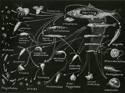 gc11.g732-foodchain-04-900w.jpg