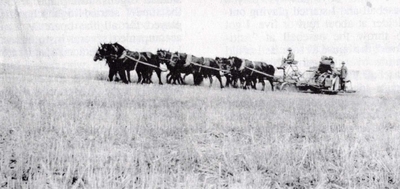 Searcy_wheat harvest.jpg