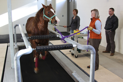 horse-treadmill.jpg