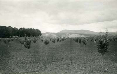 P051_0001_AppleOrchard-900w.jpg