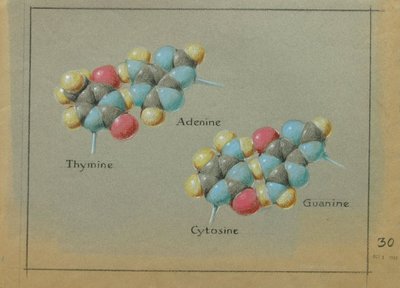 1964b4.1-dna-900w.jpg