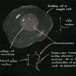 q1.s357-vol179sept1948p30-nucleus-900w.jpg