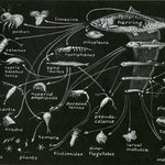 gc11.g732-foodchain-04-900w.jpg