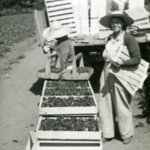 http://scarc.library.oregonstate.edu/temp/p054-women-harvest.jpg