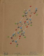 1964b4.1-lpeptide-900w.jpg