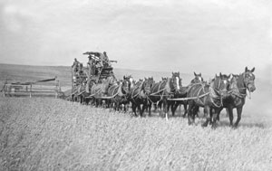 Harvesting wheat with a horse-drawn combine, 1900.